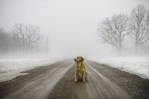 Golden retriever sitting in middle of dirt road in fog — Stock Photo
