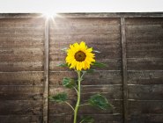 Sunflower growing by wooden wall — Stock Photo