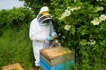 Apicultor vestindo roupas protetoras usando fumante de abelha na colmeia — Fotografia de Stock