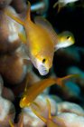 Vista subaquática da fêmea goldie mar, papua nova guiné — Fotografia de Stock