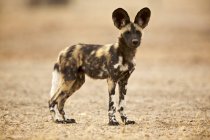 Jovem cão selvagem em pé em terra seca — Fotografia de Stock