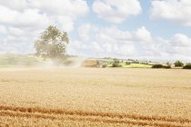 Wege in Getreidefeld geschnitzt — Stockfoto