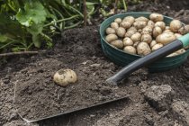 Potatoes harvested from garden in bowl on ground — Stock Photo