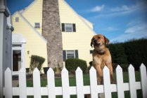 Собака дивиться з садового паркану — стокове фото