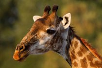 Retrato de jirafa en el Parque Nacional Kruger - foto de stock