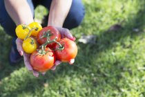 Poignée de tomates rouges et jaunes, gros plan — Photo de stock