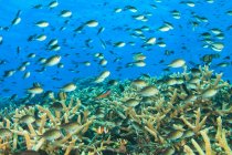 Peces nadando en los arrecifes de coral - foto de stock