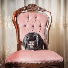 Portrait of rabbit sitting on chair — Stock Photo