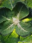 Savoy cabbage green leaves, top view — Stock Photo