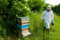 Beekeeper wearing protective clothing approaching bee hive — Stock Photo