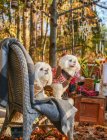 Zwei niedliche pelzige Hunde sitzen auf Stuhl im Wald — Stockfoto