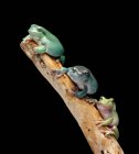 Three tree frogs on branch, close up shot — Stock Photo