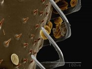 Кольоровий скануючий електронний мікрограф хумулі на крилі джмеля — стокове фото
