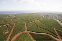 Vista aerea dei campi coltivati a caffè in piena luce solare — Foto stock