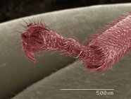 Coloured scanning electron micrograph of spittlebug leg — Stock Photo