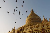 Rebanho de aves sobre Shwezigon Pagoda, Bagan, Birmânia — Fotografia de Stock