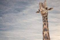 Close up portrait of giraffe with clouds in sky on background — Stock Photo