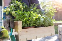 Frau trägt Kiste mit Kräuterpflanzen im Garten — Stockfoto