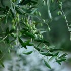 Nahaufnahme von grünen Oliven, die auf einem Baum wachsen — Stockfoto