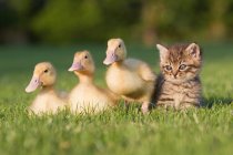 Drei Entchen und Kätzchen auf Gras im Sonnenlicht — Stockfoto