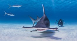 Дайвер фотографирует акулу-молот — стоковое фото