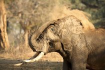 Elefante o Loxodonta africana en el Parque Nacional Mana Pools, Zimbabue - foto de stock