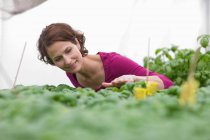 Farming vegetables and fruits — Stock Photo