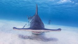 Большая акула-молот с фотографом — стоковое фото