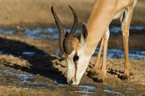 Springbok acqua potabile alla luce del sole — Foto stock