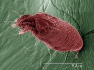 Micrografia eletrônica de varredura colorida de eriófilos — Fotografia de Stock