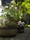 Rustic barrel flower pots and rose plants on garden terrace — Stock Photo