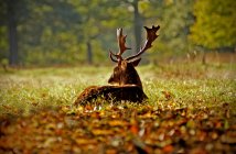 Vista posteriore del cervo rilassante sull'erba nella foresta autunnale — Foto stock