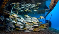 Школьные рыбки плавают на кораблекрушении под водой — стоковое фото