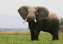 Elephant on green field — Stock Photo