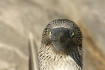 Blue-footed booby — Stock Photo