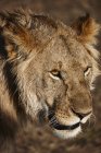 Крупный план тревожной львицы, Масаи Мара, Кения, Африка — стоковое фото