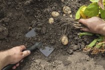 Imagen recortada del hombre desenterrando patatas en el jardín - foto de stock