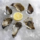 Oysters and lemon slice — Stock Photo