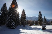 Trees on snow covered hillside in sunlight — Stock Photo
