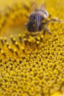 Biene auf Sonnenblume, Makro-Nahaufnahme — Stockfoto