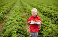 Menino colhendo morangos no campo — Fotografia de Stock