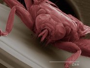 Кольоровий сканувальний електронний мікрограф пухкої мушки, вид спереду — стокове фото