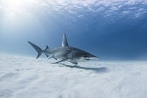 Grand requin-marteau nageant sous l'eau — Photo de stock