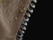 Micrographie électronique à balayage coloré des hamulis sur l'aile du bourdon — Photo de stock