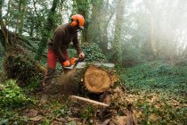 Cirurgião árvore masculina serrar tronco árvore usando motosserra na floresta — Fotografia de Stock