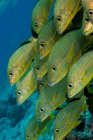Gruppo di scolarizzazione del pesce sott'acqua — Foto stock