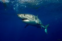 Vista laterale del grande squalo bianco che nuota sott'acqua — Foto stock