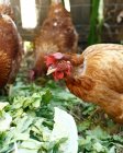 Vista de perto de três galinhas na exploração biológica — Fotografia de Stock