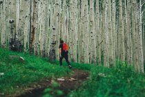Männliche Wanderer wandern durch Wald, lockett Wiese, arizona, usa — Stockfoto