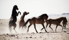Cavalli che scalciano sul campo — Foto stock